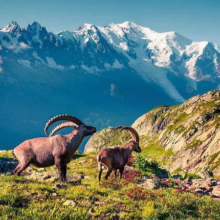 Alpesi faház Du Golf 618 - Happy